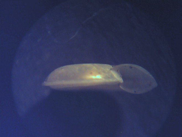 planorbis carinatus ?..